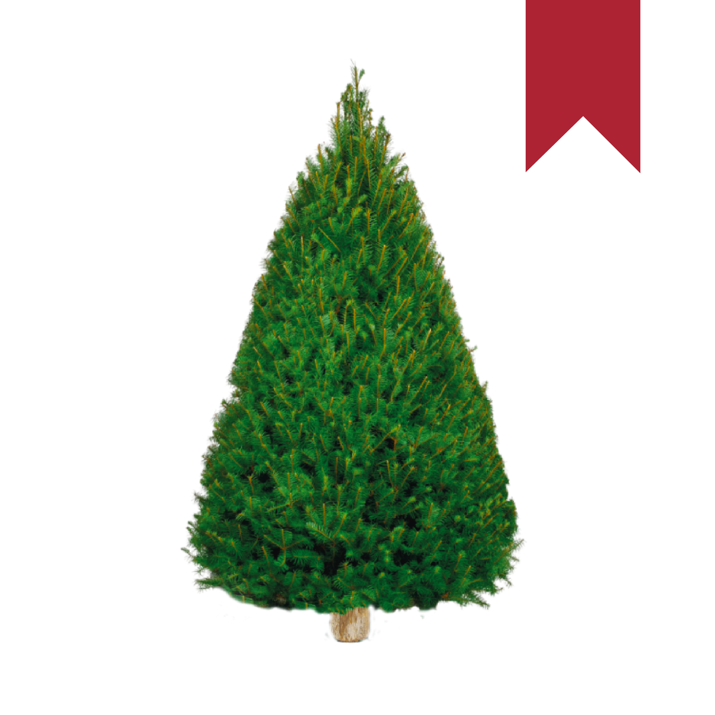 Douglas Fir | Canadiense Rojo