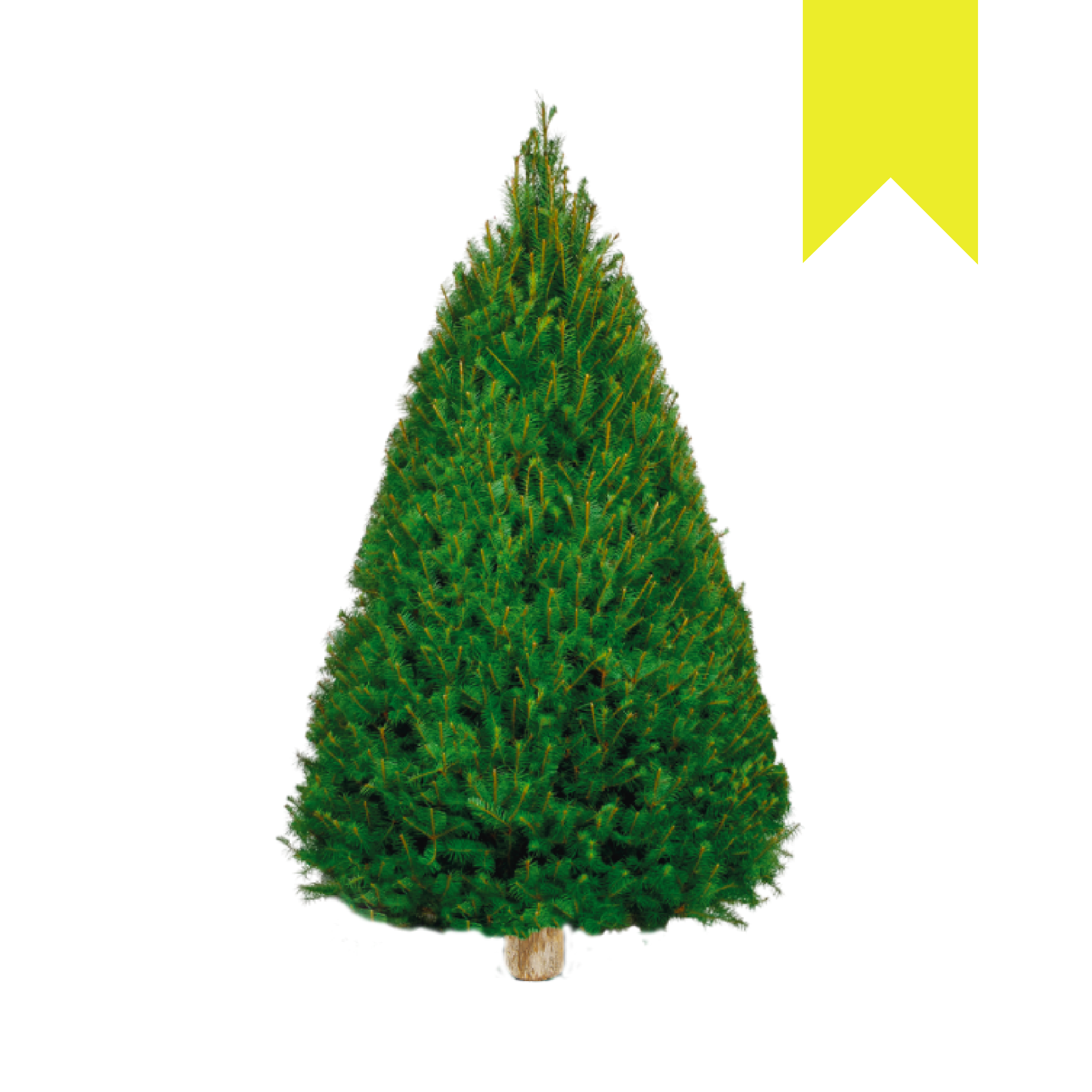 Douglas Fir | Canadiense Amarillo