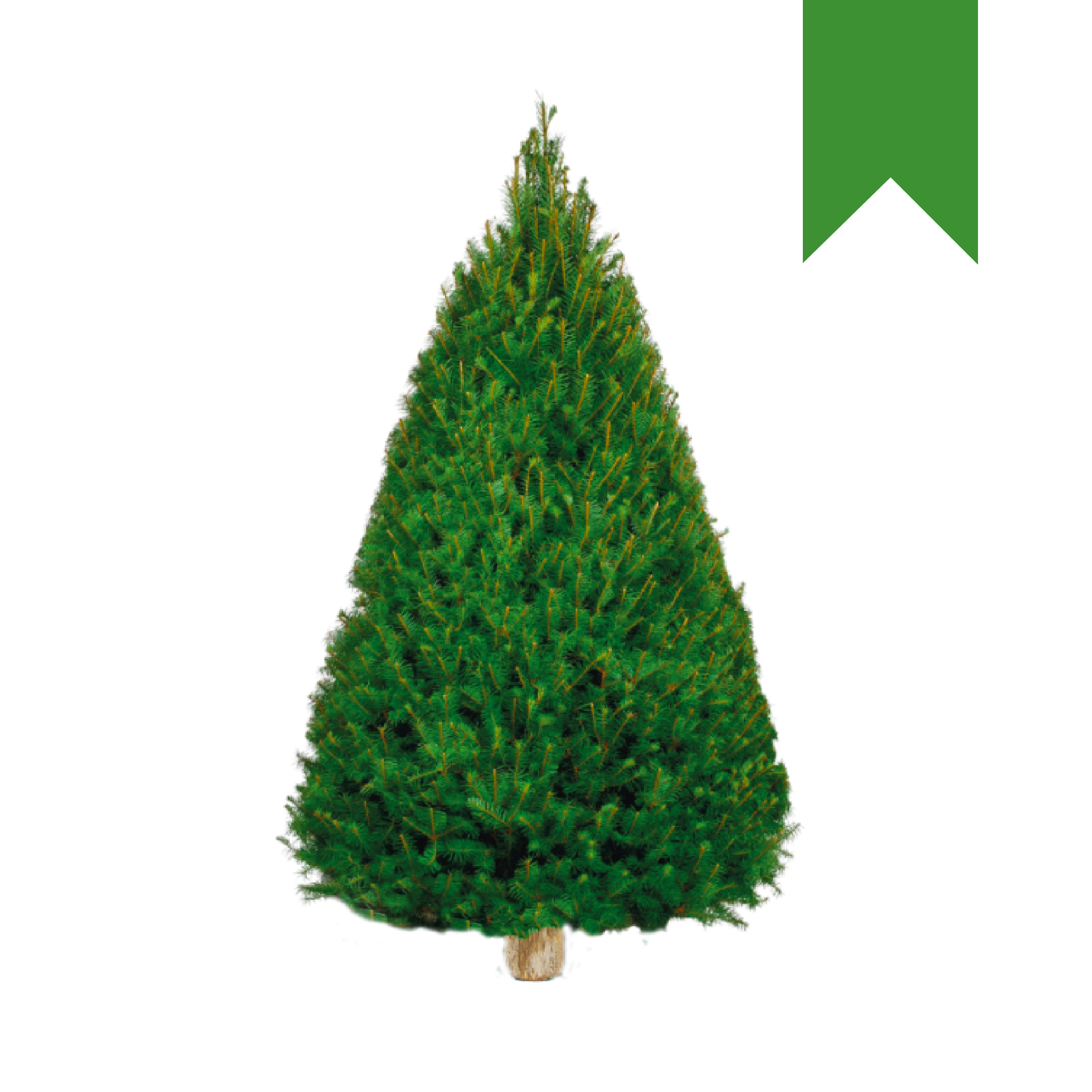 Douglas Fir | Canadiense Verde