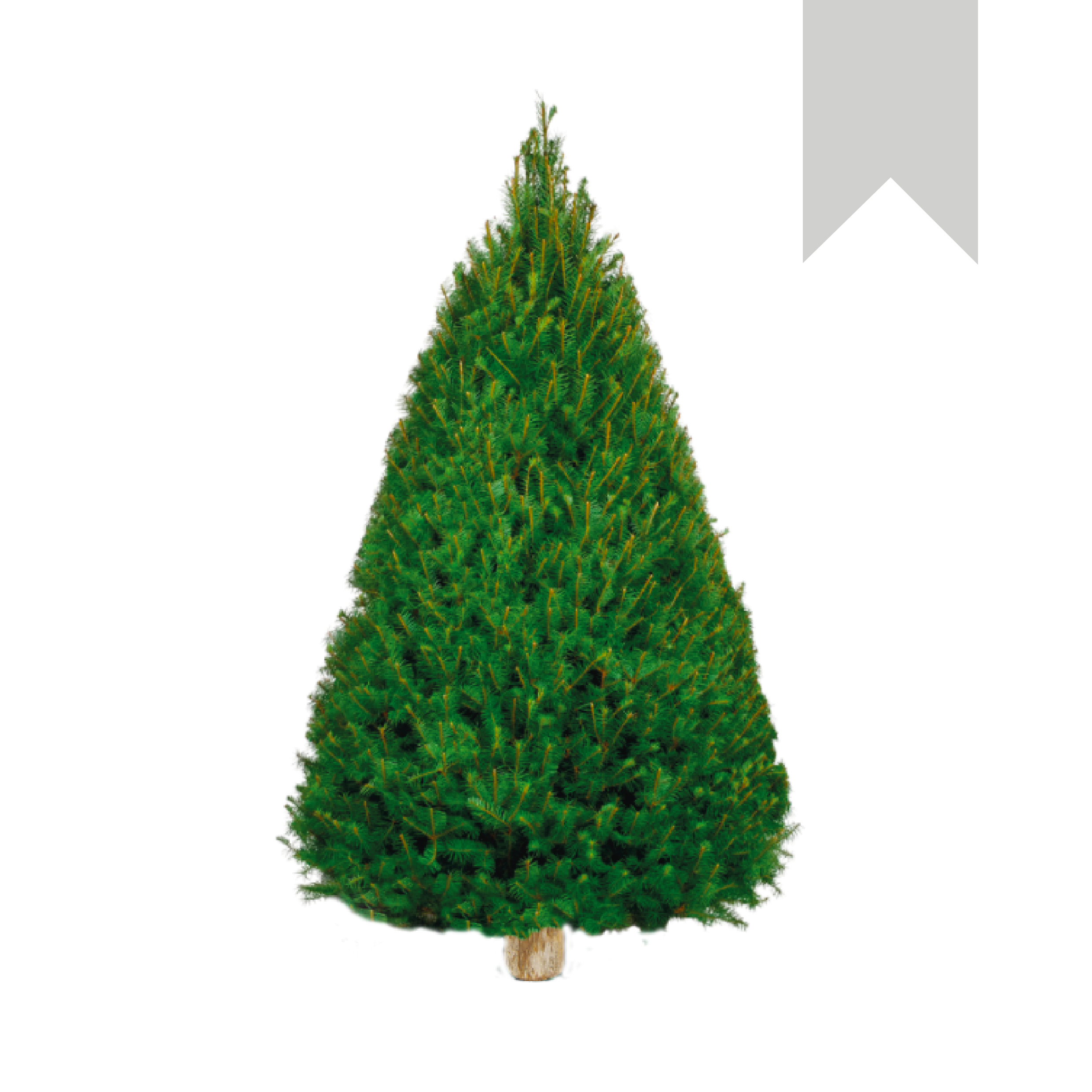 Douglas Fir | Canadiense Blanco