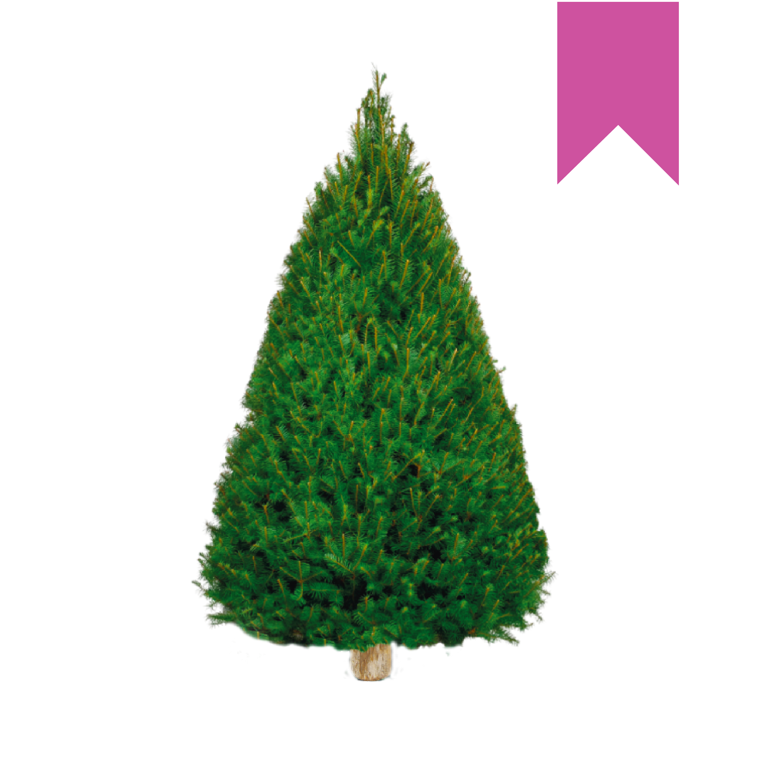 Douglas Fir | Canadiense Rosa