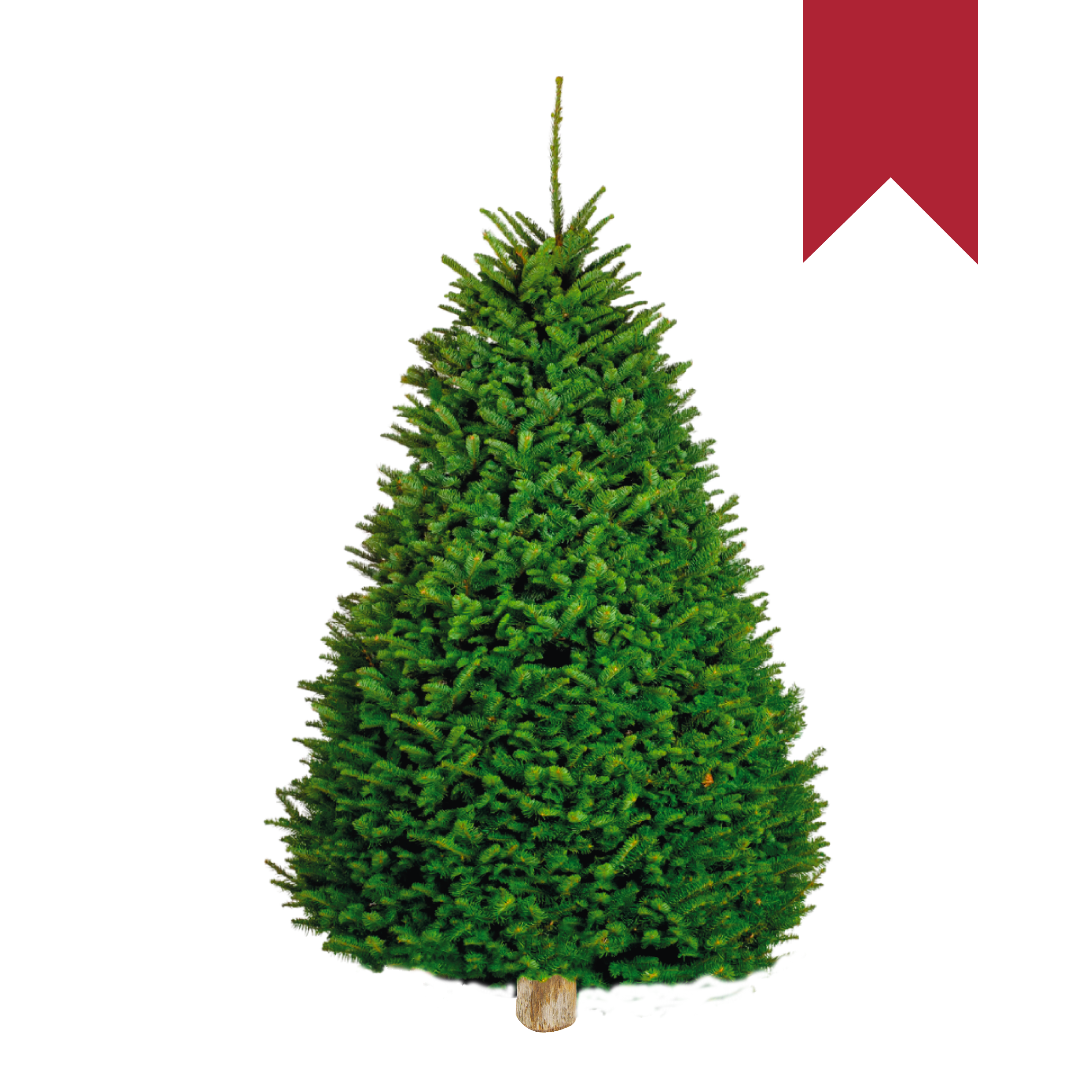 Noble Fir | Japonés Rojo