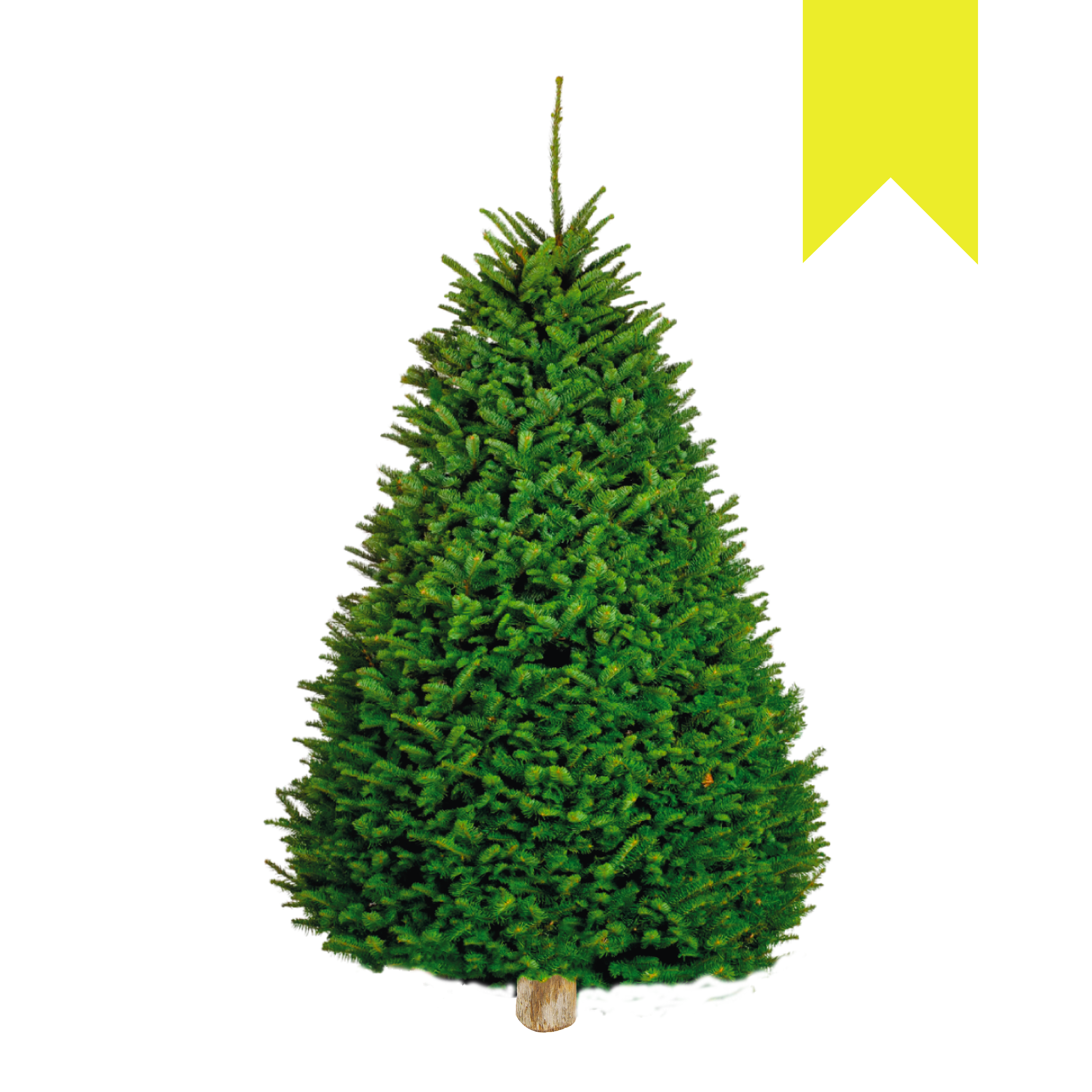 Noble Fir | Japonés Amarillo