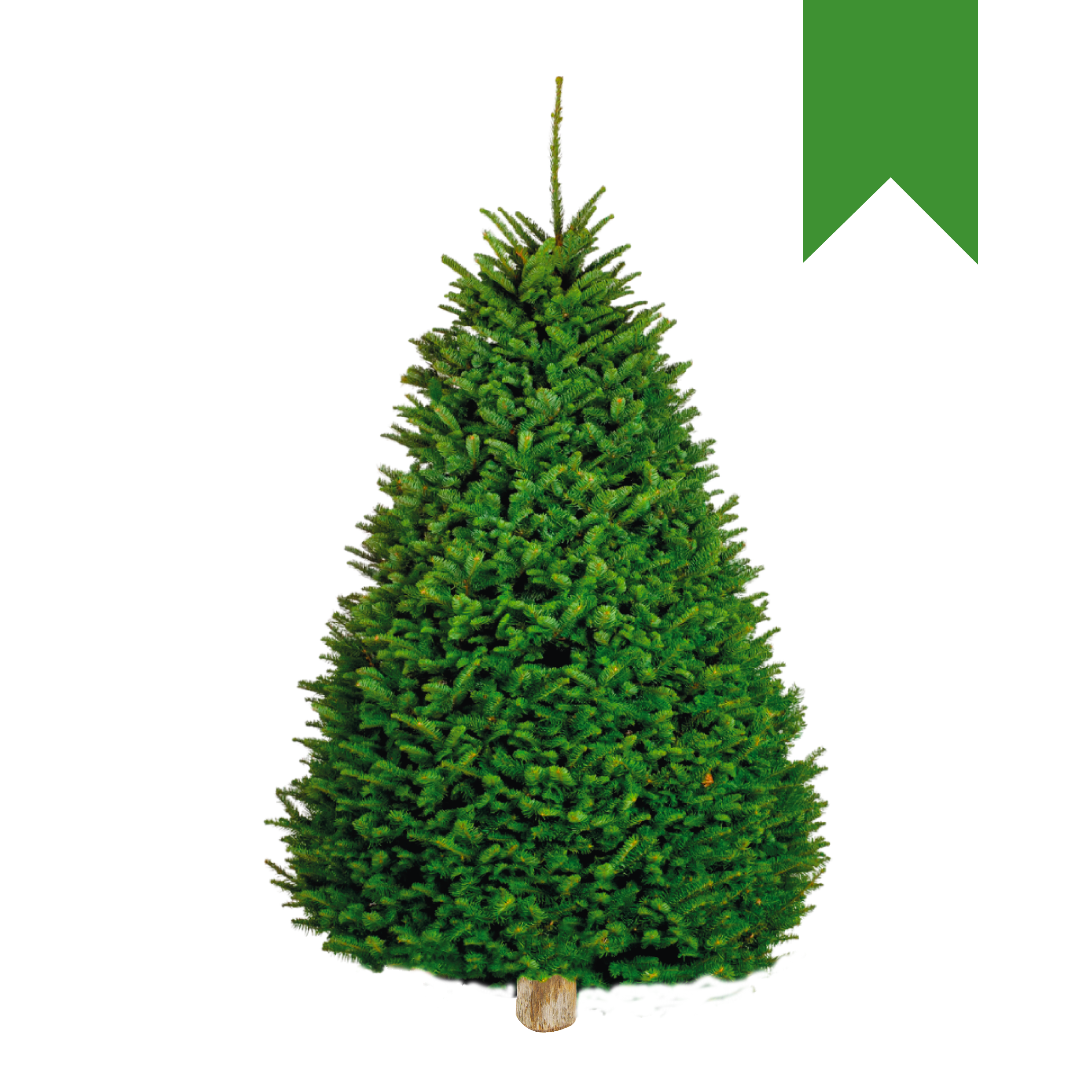 Noble Fir | Japonés Verde