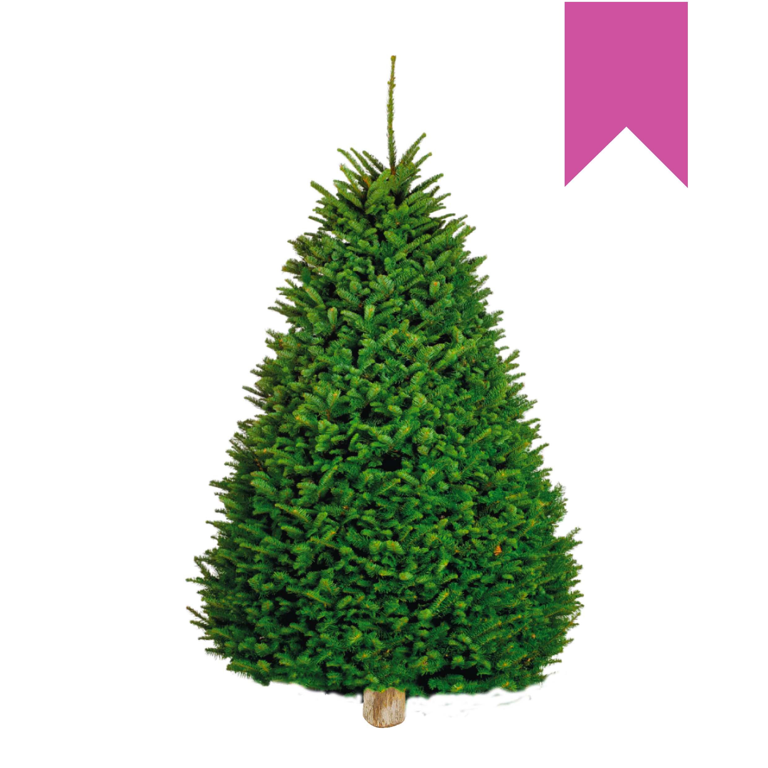 Noble Fir | Japonés Rosa