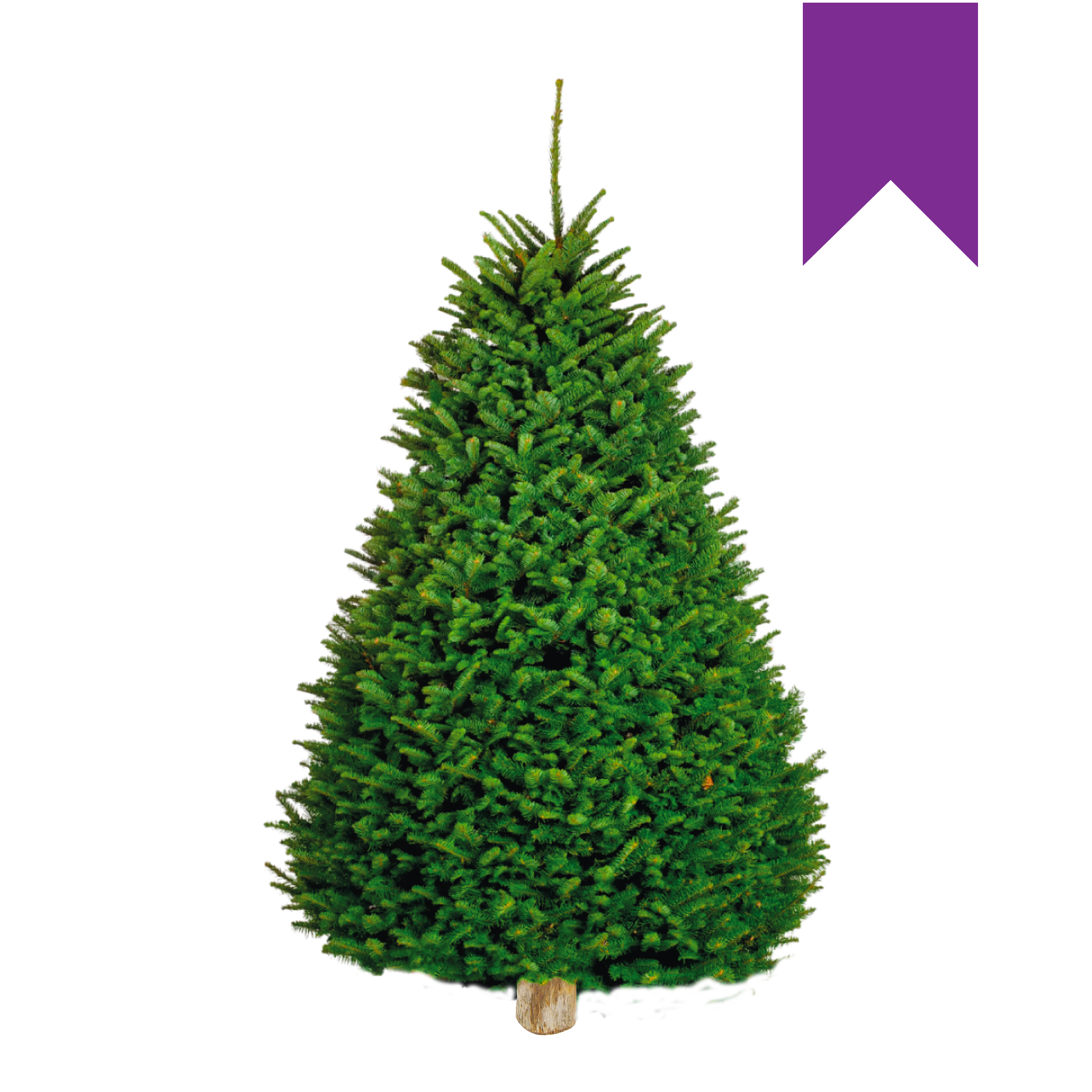 Noble Fir | Japonés Morado