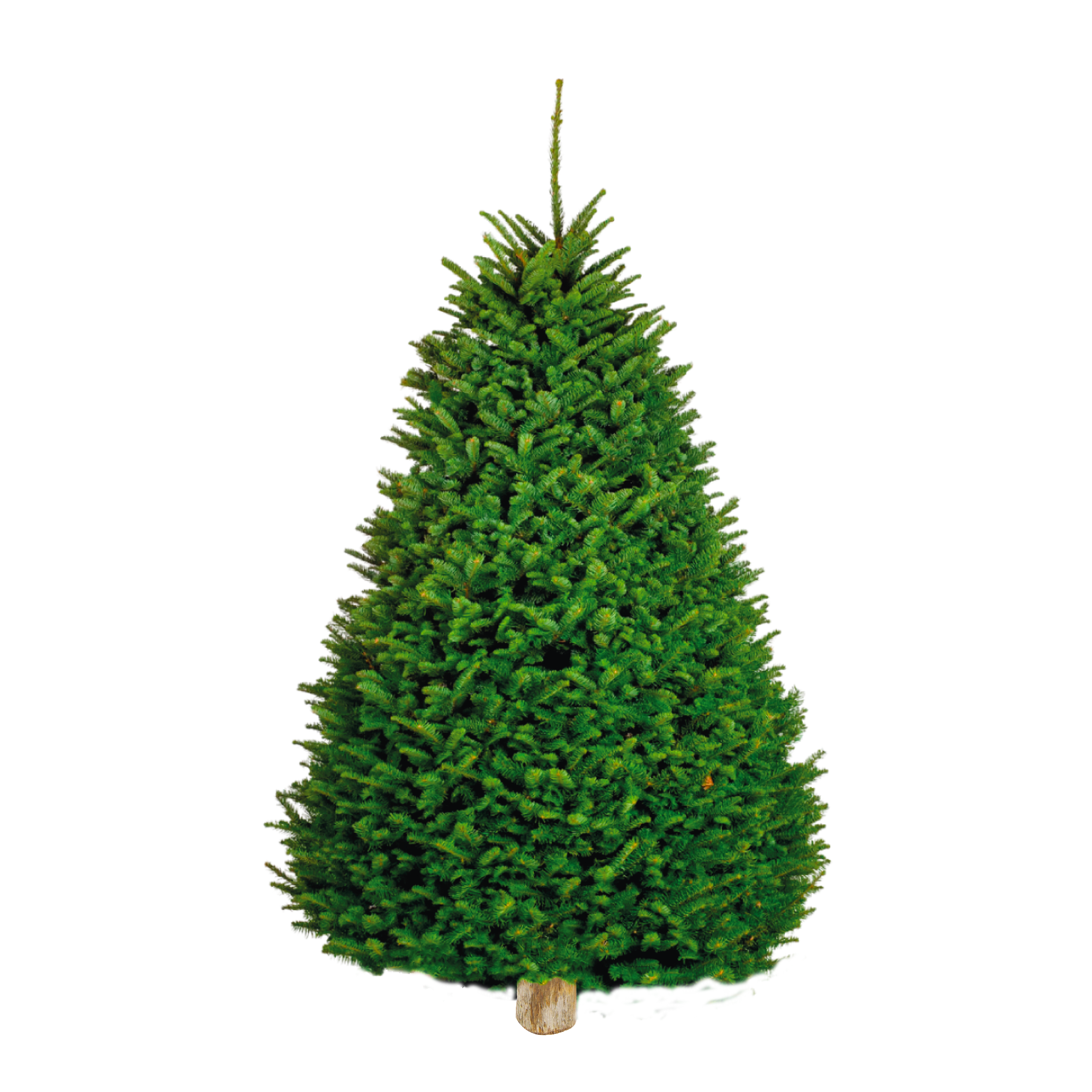 Noble Fir | Japonés Blanco