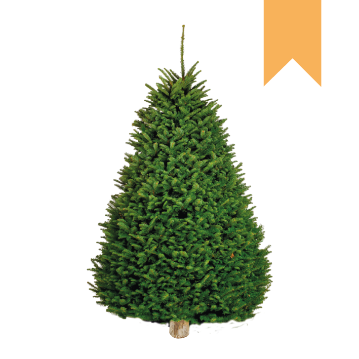 Noble Fir | Japonés Baby Naranja