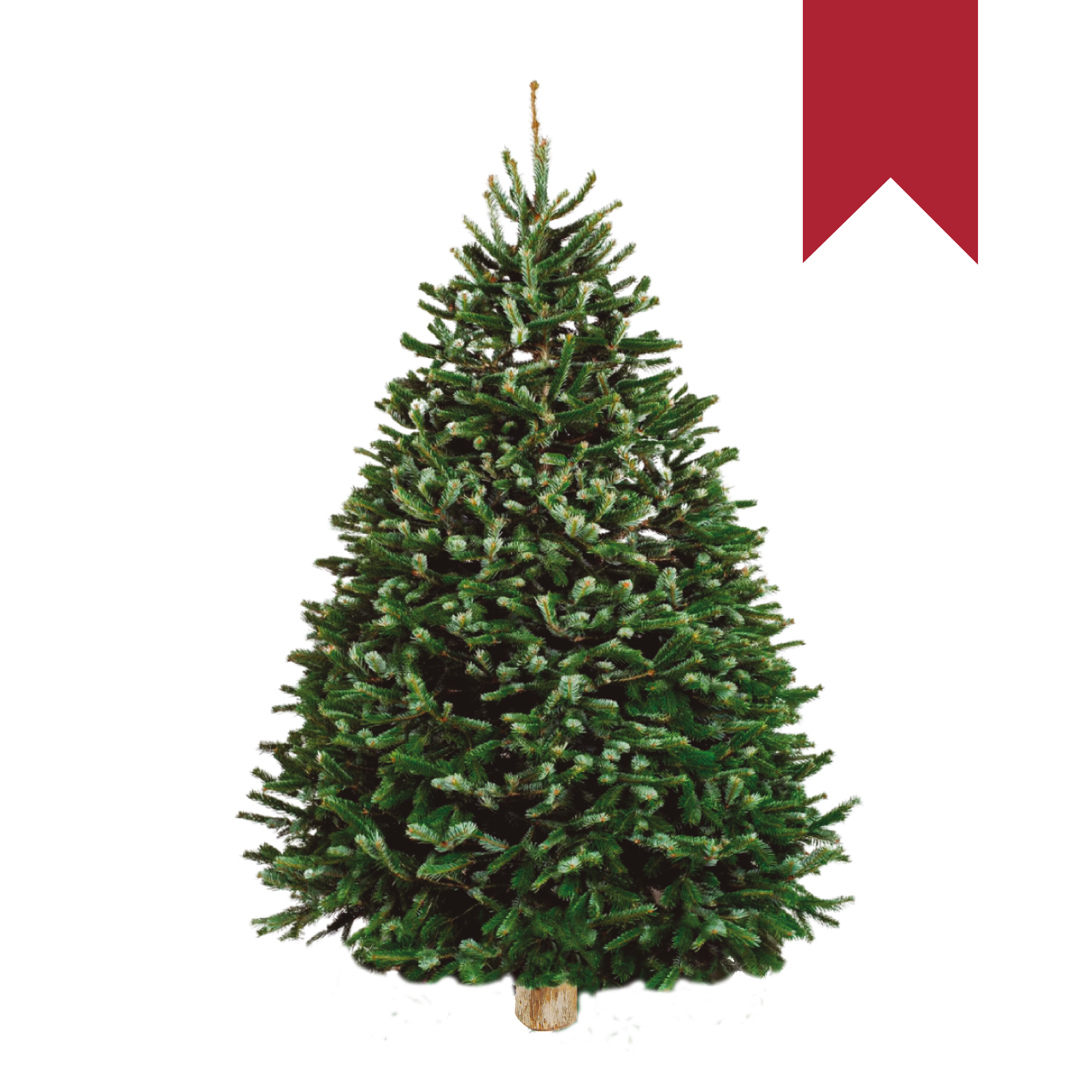 Nordmann Fir | Turco Rojo