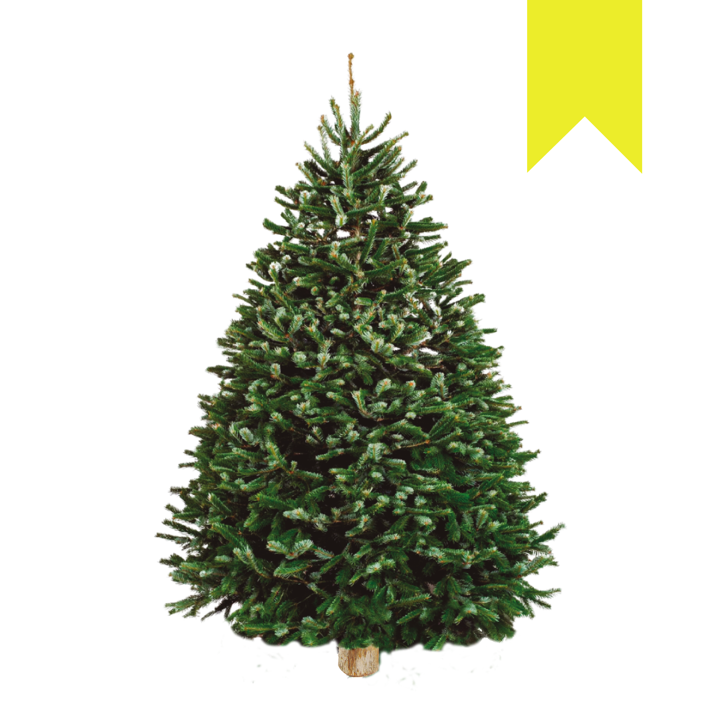 Nordmann Fir | Turco Amarillo