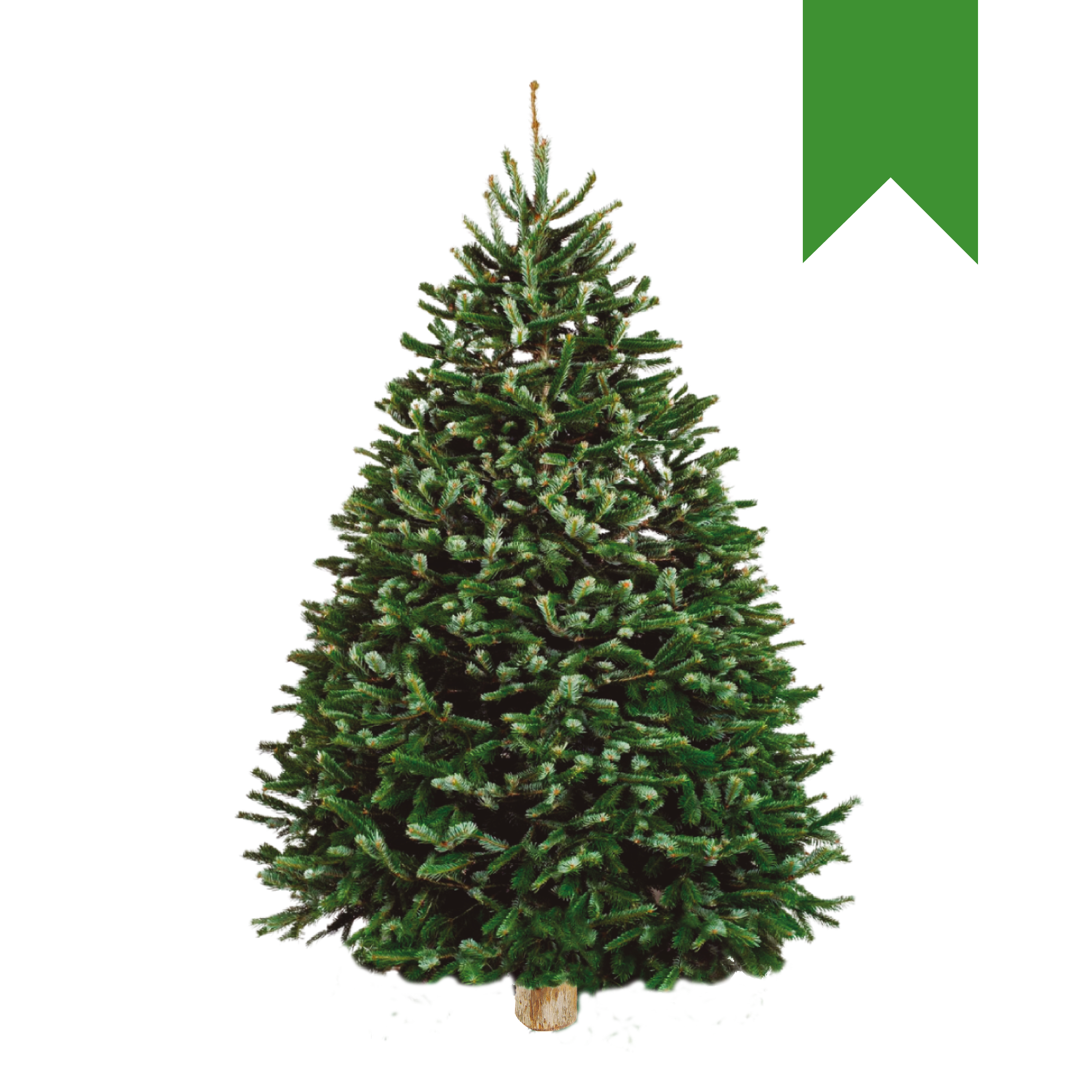 Nordmann Fir | Turco Verde