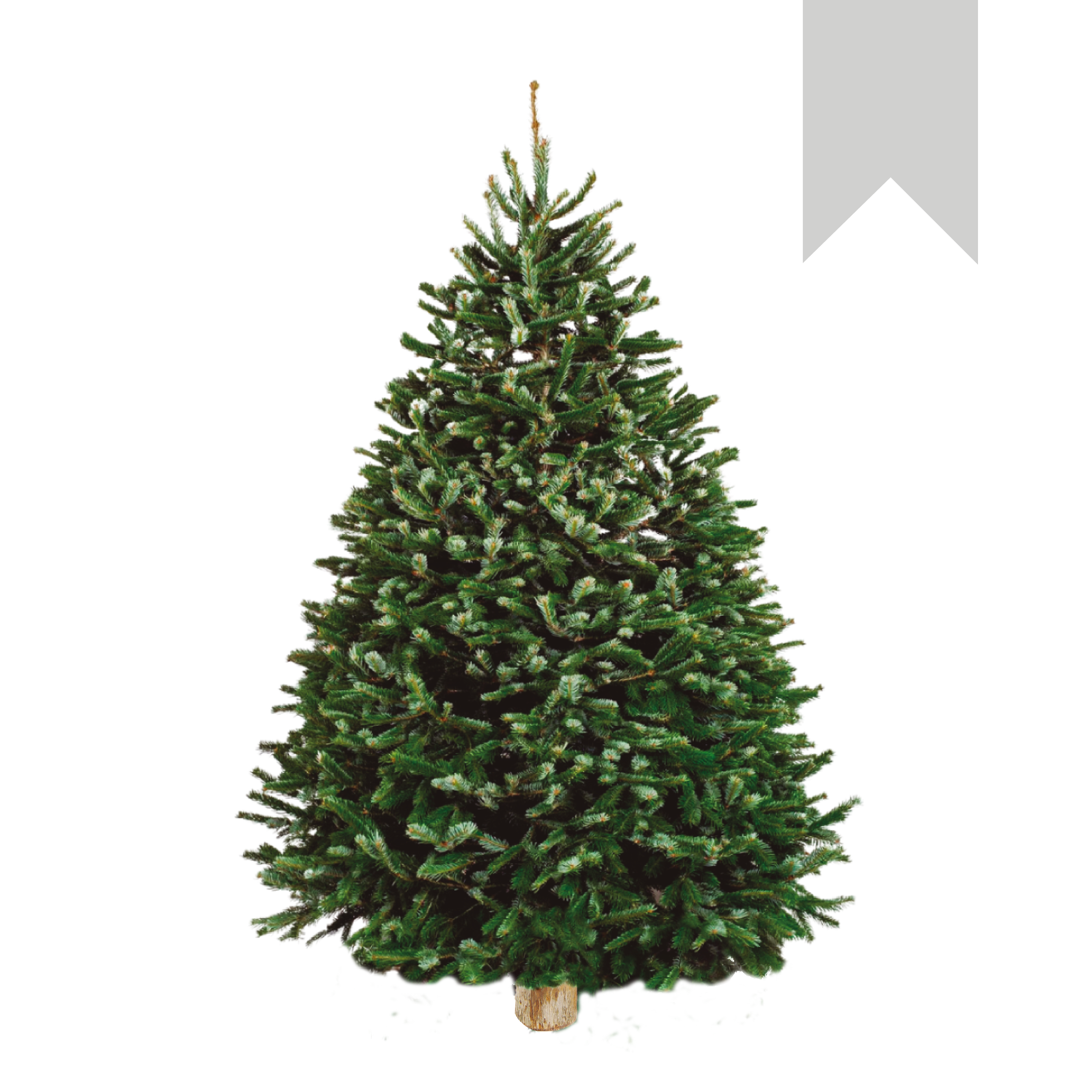 Nordmann Fir | Turco Blanco