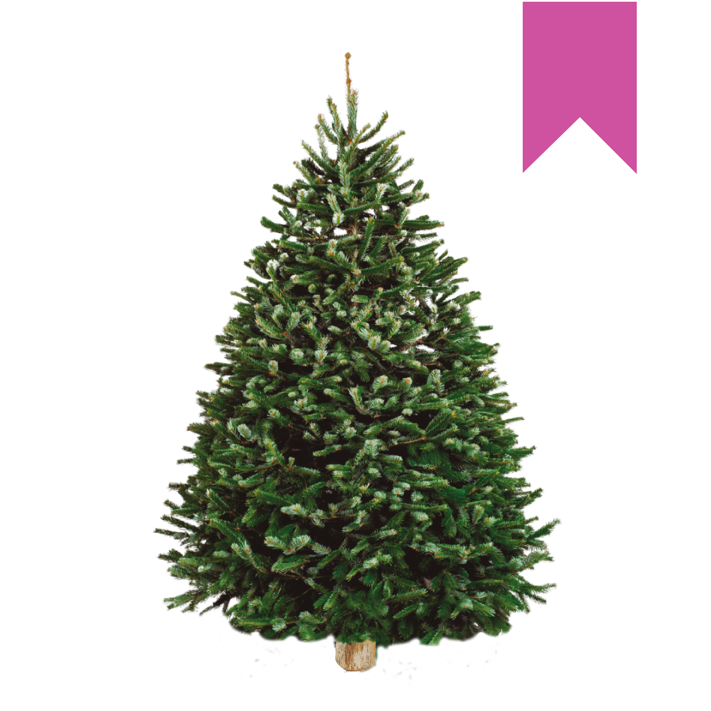 Nordmann Fir | Turco Rosa