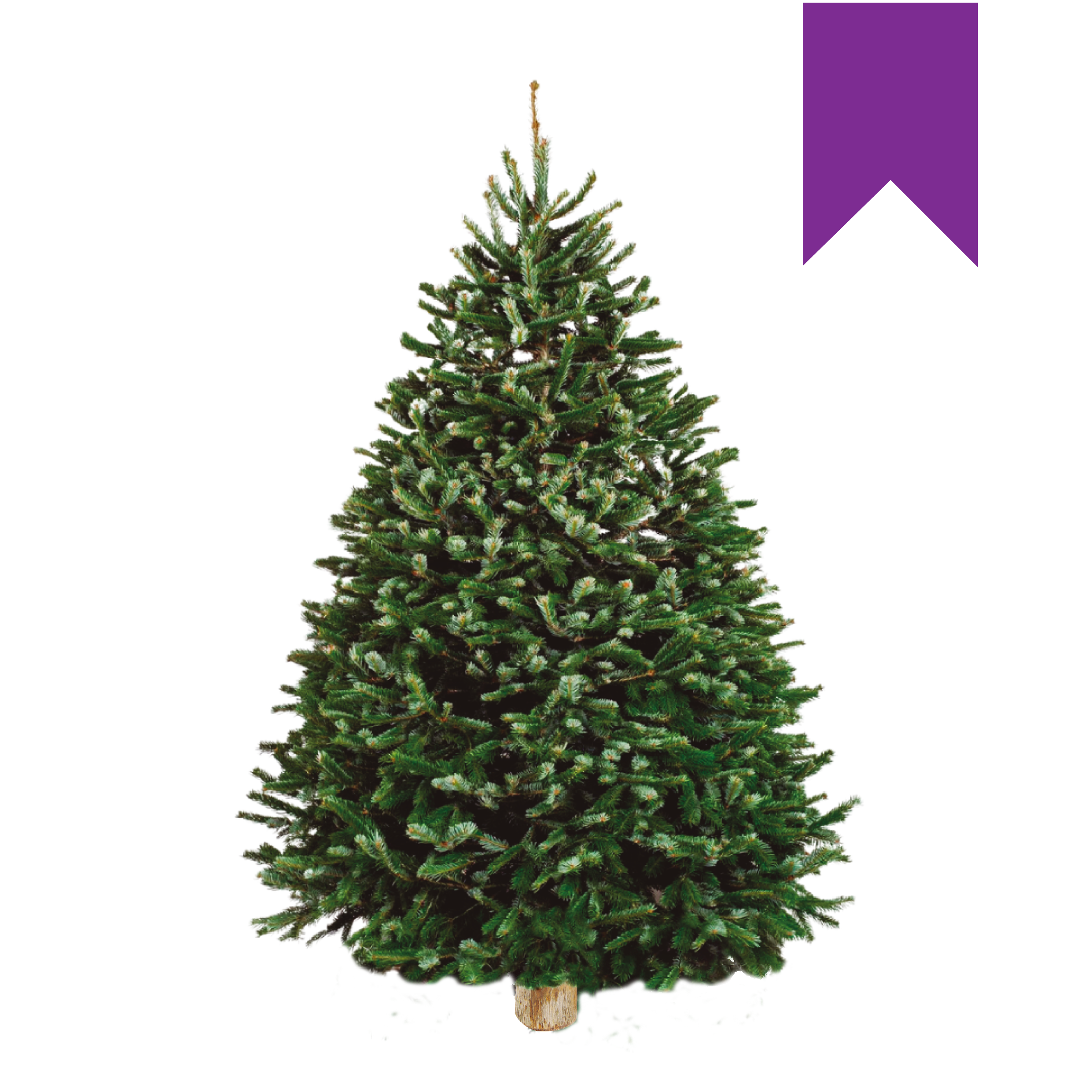 Nordmann Fir | Turco Morado